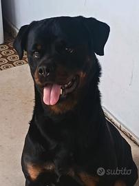 Rottweiler femmina di 3 anni