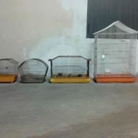 gabbie x canarini/pappagalli 