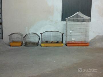 gabbie x canarini/pappagalli 