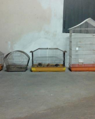 gabbie x canarini/pappagalli 