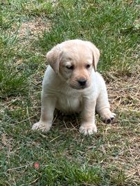 Cuccioli Labrador