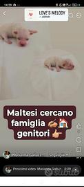 Maltesi