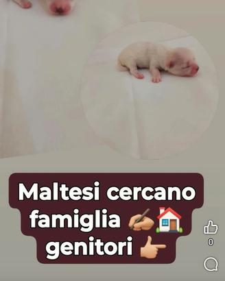 Maltesi