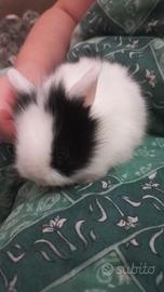 Coniglio nano testa di leone