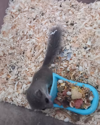 Mini ghiro africano