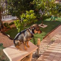Argo in adozione