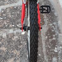 Daytona regina 20 nuova