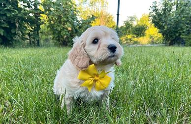 Maltipoo cuccioli