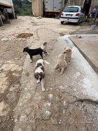 Cuccioli di circa 3 mesi