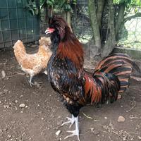 Coppia gallo e gallina padovana