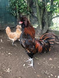Coppia gallo e gallina padovana