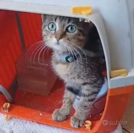Gattina occhi celesti di 2 mesetti