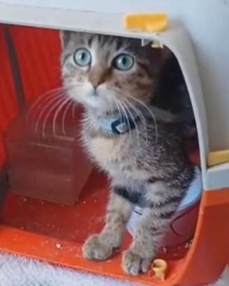 Gattina occhi celesti di 2 mesetti