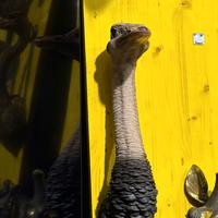 Struzzo da muro SCONTO