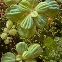 Pistia stratiotes