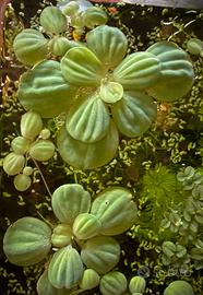 Pistia stratiotes