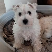 West higland white terrier