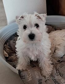 West higland white terrier
