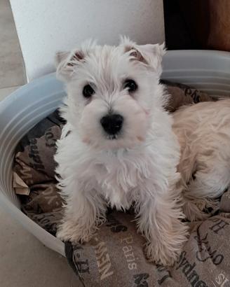West higland white terrier