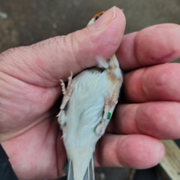 Cardellina nostrana favata