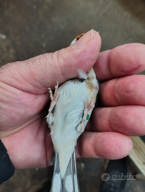Cardellina nostrana favata