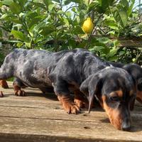 Bassotto tedesco nano