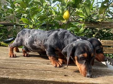 Bassotto tedesco nano