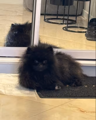 Cucciola volpino Pomerania NERA di 10 mesi