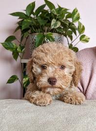 Cucciolo di lagotto romagnolo