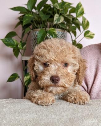 Cucciolo di lagotto romagnolo