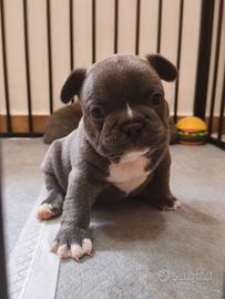 Bulldog francese