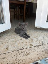 Gatto di razza blu russia