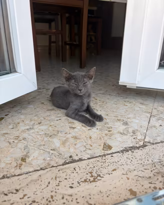 Gatto di razza blu russia