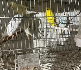 Vend in blocco 11 cocoriti già riproduttivi 2026