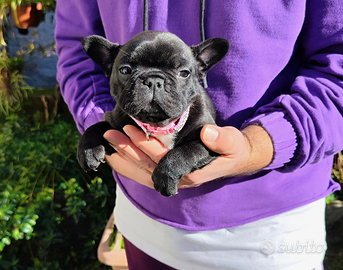Bulldog francese pedigree