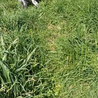 Bracco Pointer Lagotto