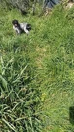 Bracco Pointer Lagotto