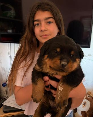 Cuccioli di Rottweiler