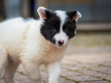 Cucciolo Pastore australiano x Border collie