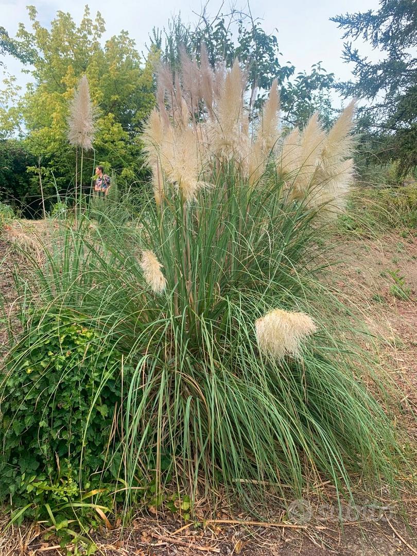 Terreno agricolo a Pesaro, zona Montegranaro, - Vista 2