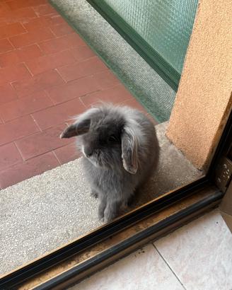 Coniglio in adozione