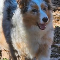 Cucciolona australian shepherd pedigree