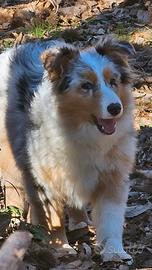 Cucciolona australian shepherd pedigree