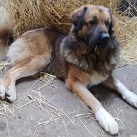 Pastore del Caucaso cucciole