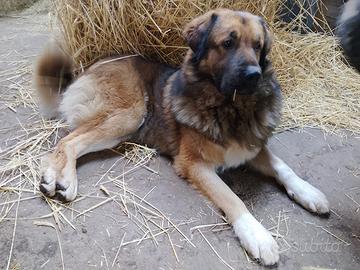 Pastore del Caucaso cucciole