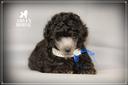 disponibile-barboncino-toy-grigio-silver-argento