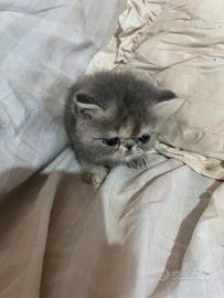Gatti persiani ed exotic