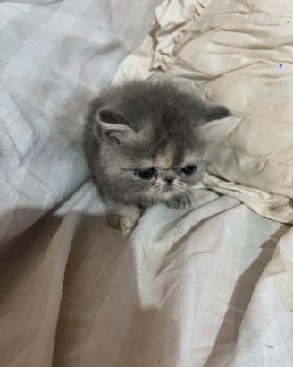 Gatti persiani ed exotic