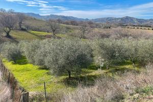 Terreno anche edificabile