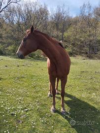 Cavallo castrone quarab